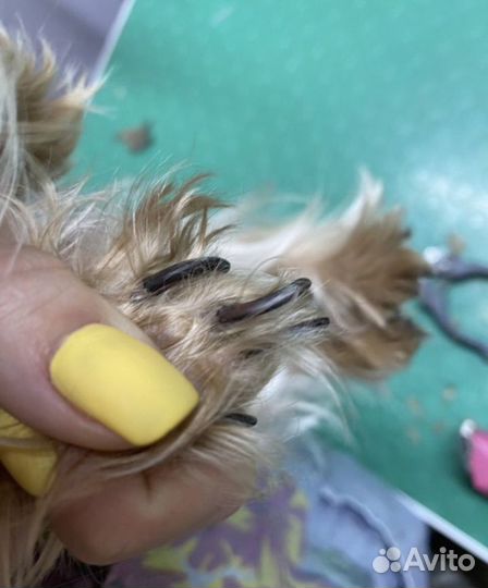 Когти собачкам