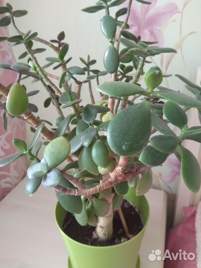 Несчастное Денежное дерево Толстянка в добрые руки