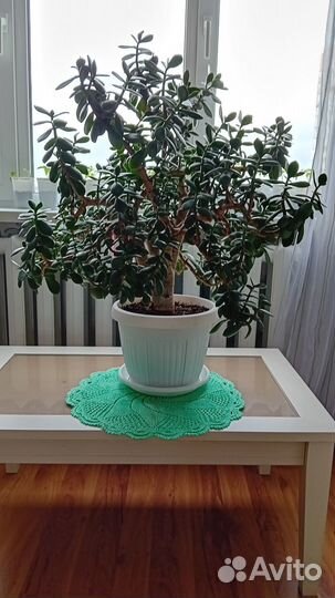 Домашние растения