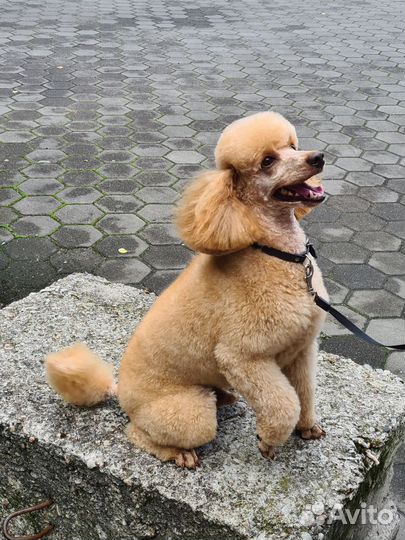 Пудель вязка