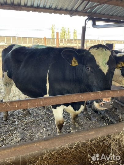 Нетеля, Нетель