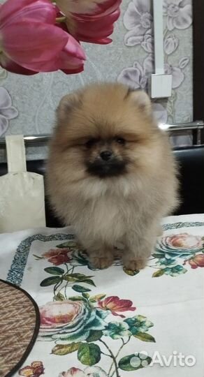 Померанский шпиц