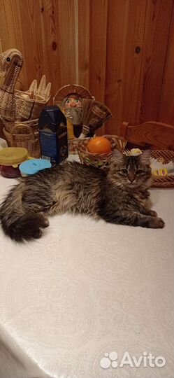 Кошечка в добрые руки