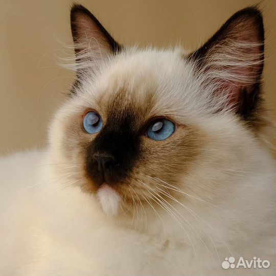 Ragdoll кошки