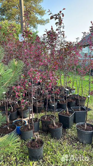 Саженцы декоративной яблони