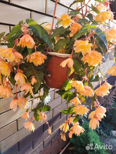 Черенки бегонии