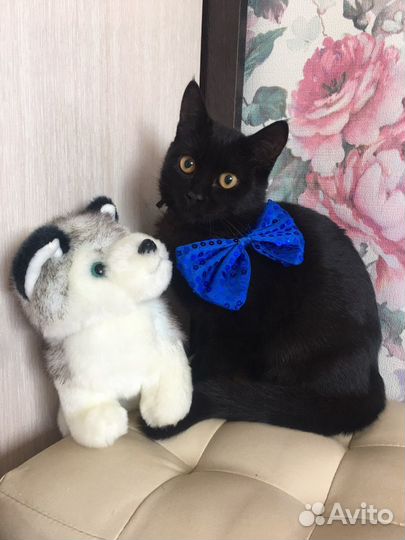 Котенок с лунными глазами