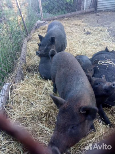 Въетнамские вислобрюхие поросята (бронь), кармалы