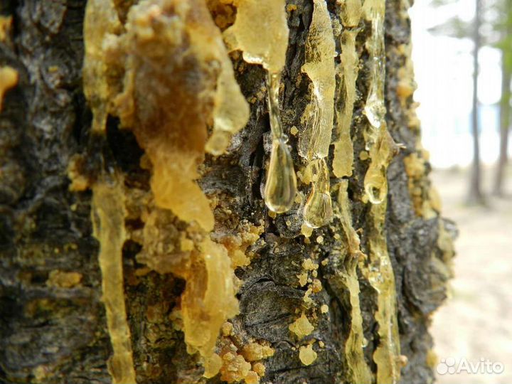 Живица (Ёлка)