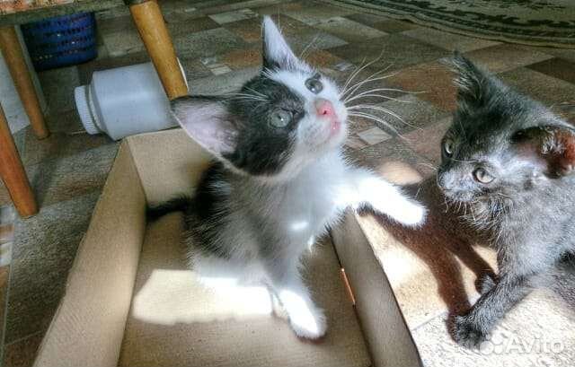 Ла-перм лаперм