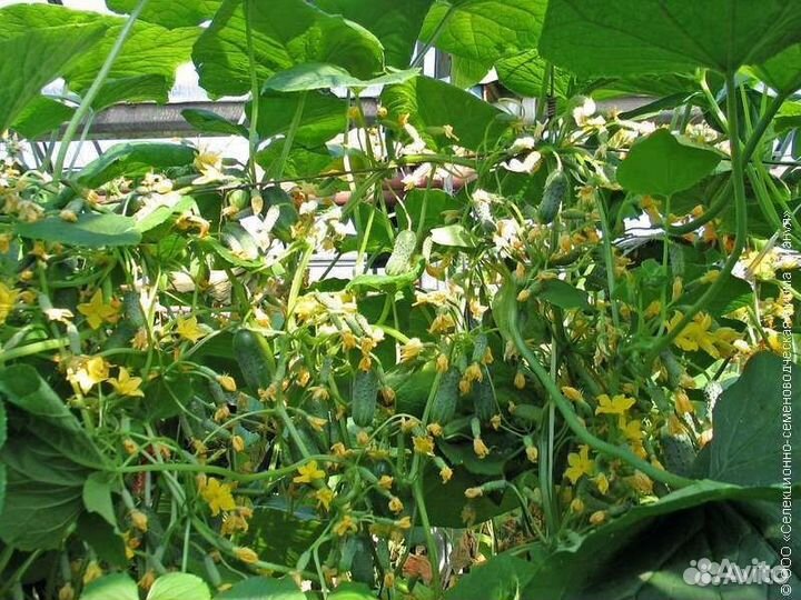 Семена удивительного гибрида огурца