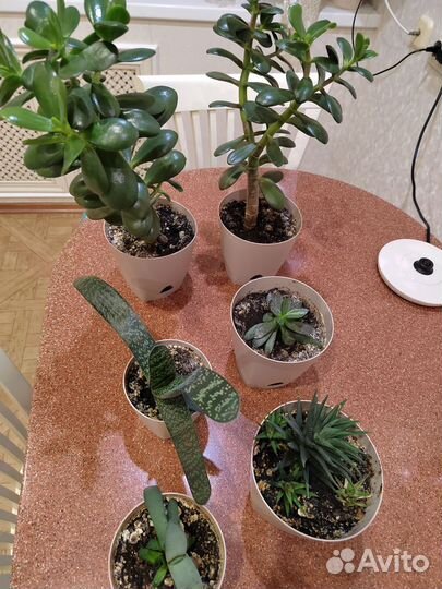 Толстянка и другие суккуленты