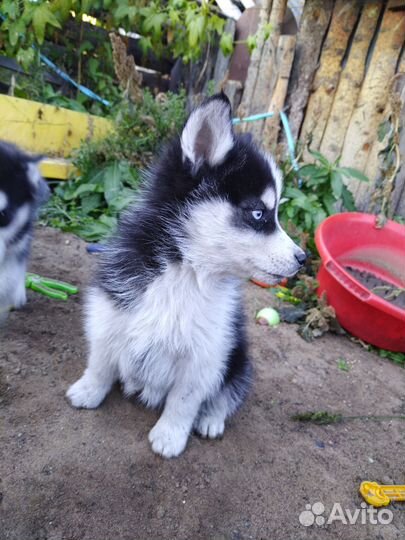 Щенки сибирской хаски