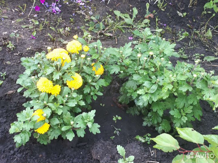 Хризантема корейская