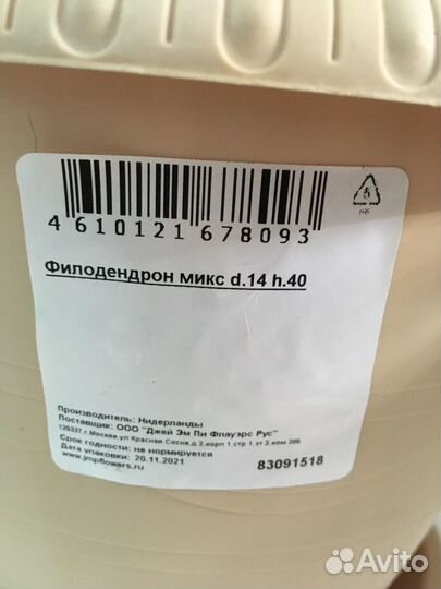 Филодендрон