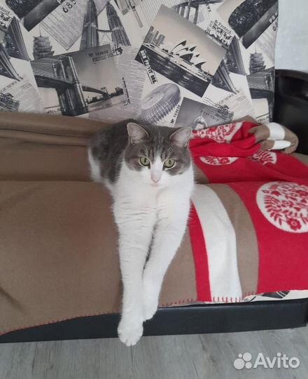 Кошка в дар