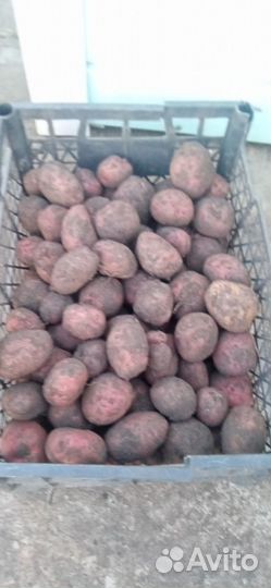 Семенной картофель