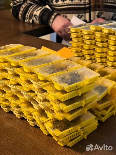 Матка плодная F1 Карника В наличии