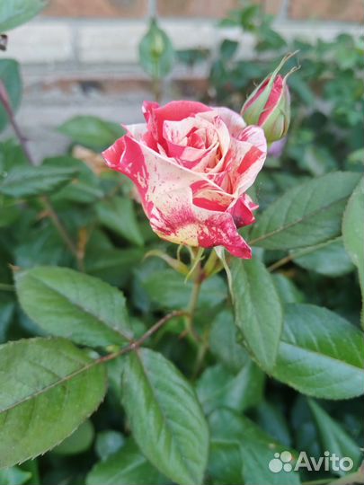 Саженцы роз