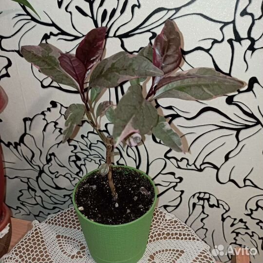 Цветы для уютного дома