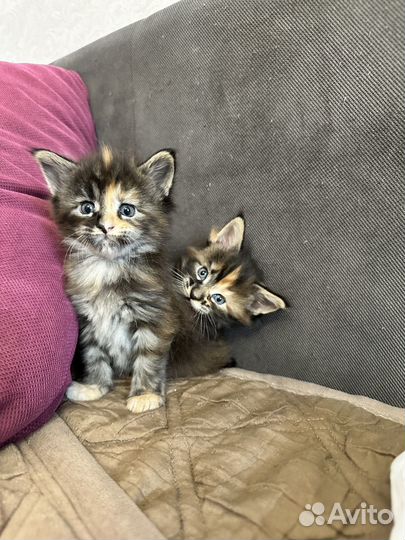 Котята мейн-кун