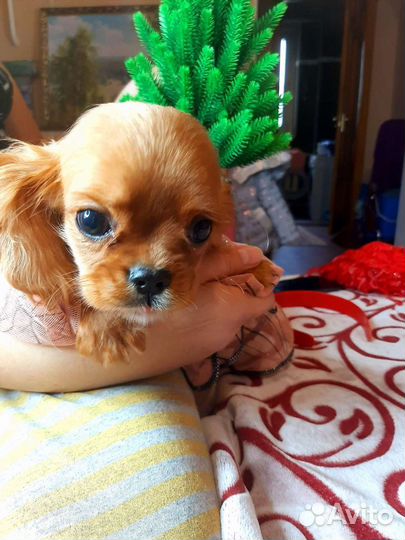 Щеночки спаниель ккчс