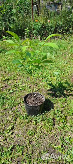 Грецкий орех 4 года, 3хлетка,2хлетка