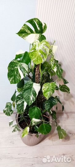 Монстра alba 130 см