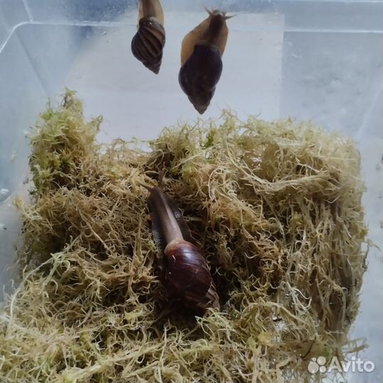 Ахатина фулика