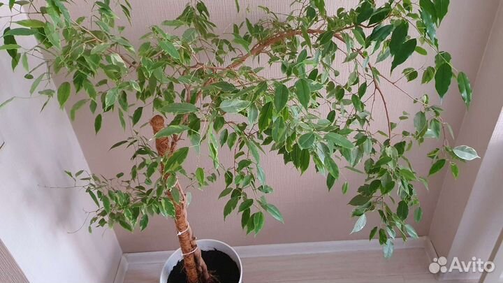 Фикус бенджамина вариегатный большой в горшке IKEA