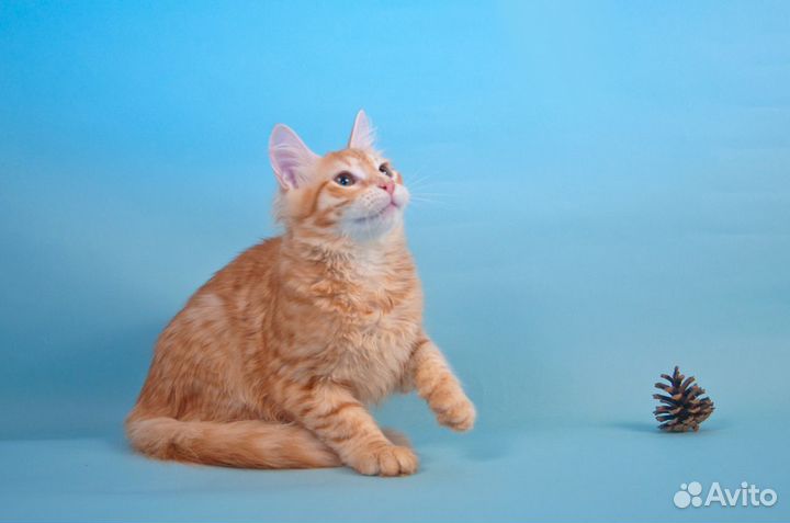 Очаровательные сибирские котята