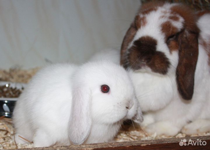Крольчата линии NHD/Mini lop