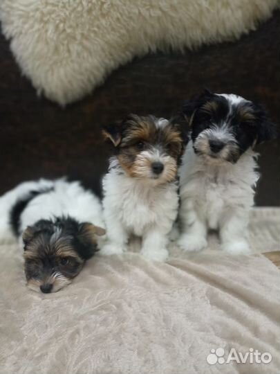 Щенки бивер йорка