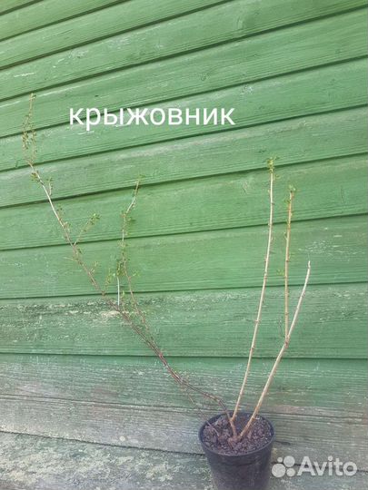 Бруннера сибирская