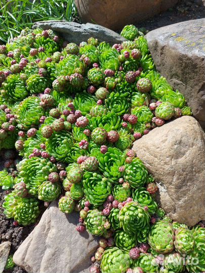 Молодило каменная роза