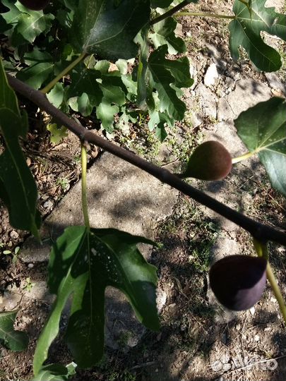 Саженцы инжира 