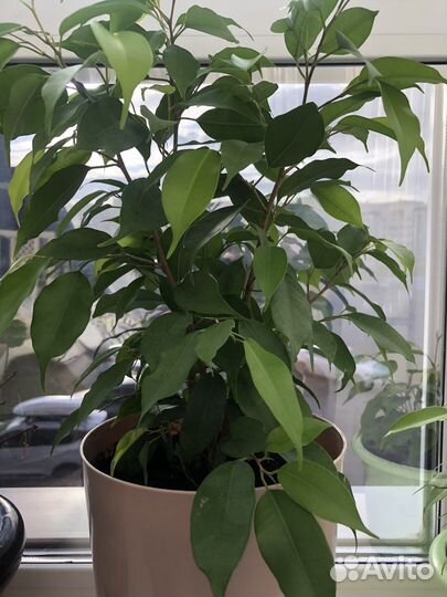 Фикус бенджамина