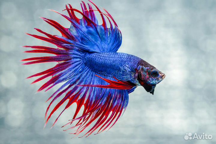 Петушок сиамский Корона - Сине-красный