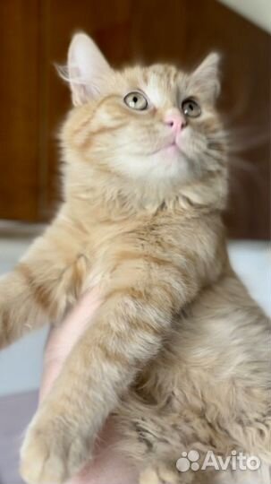 Котенок в дар