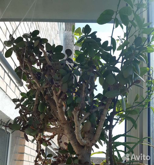 Красула, мандарин, алоэ