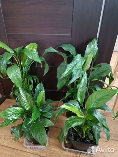 Спатифиллум