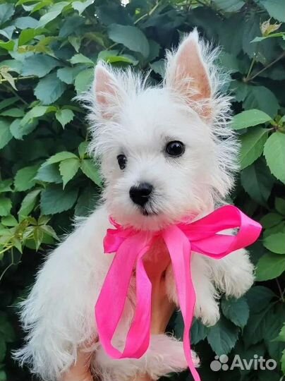 Вест хайленд вайт терьер девочка