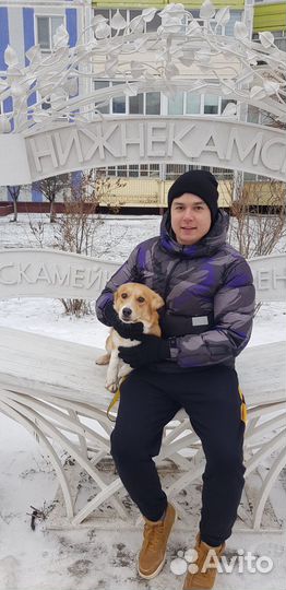 Идеальная собака с оплатой за результат. Гарантия