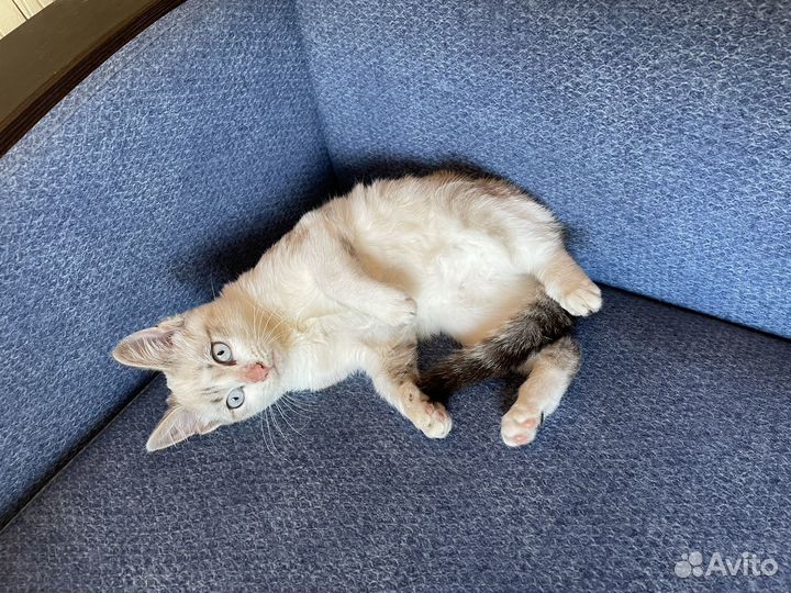 Кошка в добрые руки