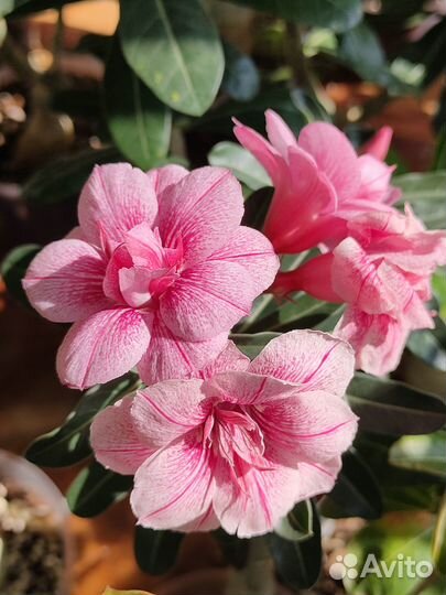 Адениум сорт Swallow