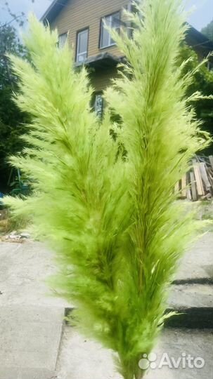 Пампасная трава