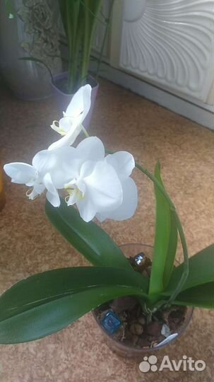 Орхидея фаленопсис белая, вторая цветущая, адениум