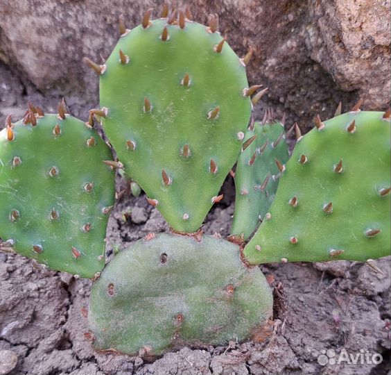 Кактус опунция уличная