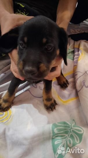 Щенки в добрые руки