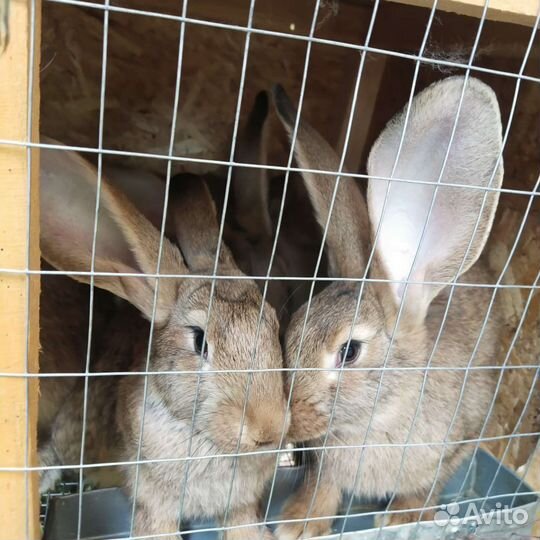 Кролики серый великан
